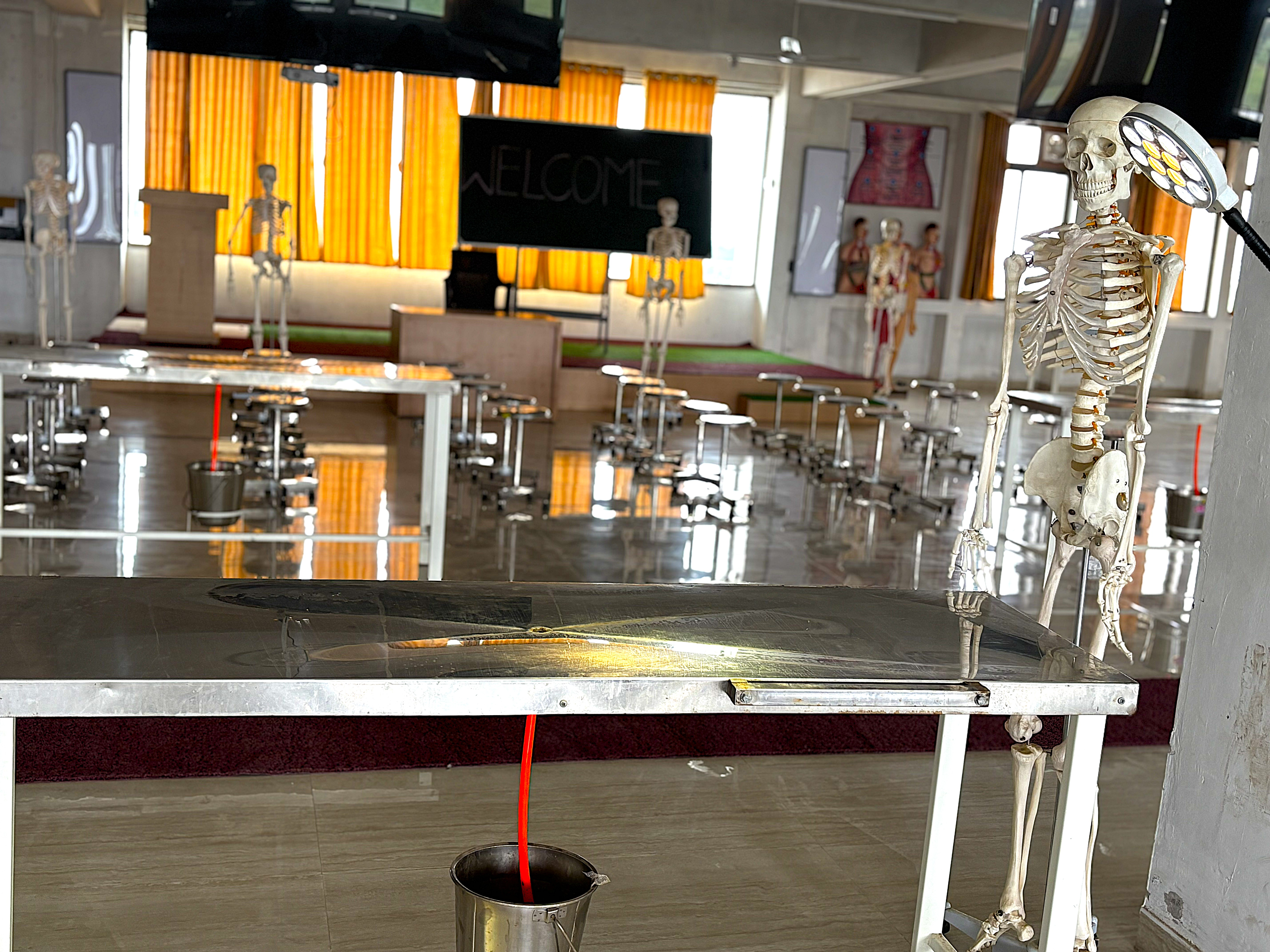 Anatomy Gallery